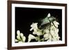 Gnorimus Nobilis (Noble Chafer)-Paul Starosta-Framed Photographic Print