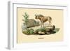 Gnou-E.f. Noel-Framed Premium Giclee Print