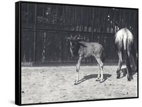 Gnu or Wildebeest and Young at London Zoo, August 1917-Frederick William Bond-Framed Stretched Canvas