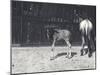 Gnu or Wildebeest and Young at London Zoo, August 1917-Frederick William Bond-Mounted Photographic Print