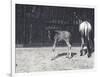 Gnu or Wildebeest and Young at London Zoo, August 1917-Frederick William Bond-Framed Photographic Print