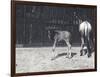 Gnu or Wildebeest and Young at London Zoo, August 1917-Frederick William Bond-Framed Photographic Print