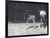 Gnu or Wildebeest and Young at London Zoo, August 1917-Frederick William Bond-Framed Photographic Print