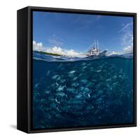 Go diving?-Andrey Narchuk-Framed Stretched Canvas