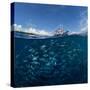 Go diving?-Andrey Narchuk-Stretched Canvas