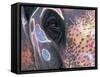 Goa, India, Close-up of Elephants Eye-Peter Adams-Framed Stretched Canvas