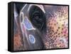 Goa, India, Close-up of Elephants Eye-Peter Adams-Framed Stretched Canvas