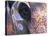 Goa, India, Close-up of Elephants Eye-Peter Adams-Stretched Canvas