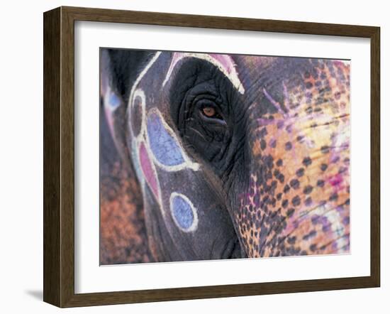 Goa, India, Close-up of Elephants Eye-Peter Adams-Framed Premium Photographic Print
