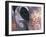 Goa, India, Close-up of Elephants Eye-Peter Adams-Framed Premium Photographic Print