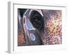 Goa, India, Close-up of Elephants Eye-Peter Adams-Framed Premium Photographic Print