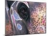 Goa, India, Close-up of Elephants Eye-Peter Adams-Mounted Premium Photographic Print