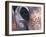 Goa, India, Close-up of Elephants Eye-Peter Adams-Framed Photographic Print