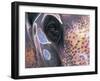 Goa, India, Close-up of Elephants Eye-Peter Adams-Framed Photographic Print