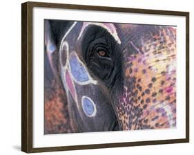 Goa, India, Close-up of Elephants Eye-Peter Adams-Framed Photographic Print