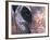 Goa, India, Close-up of Elephants Eye-Peter Adams-Framed Photographic Print