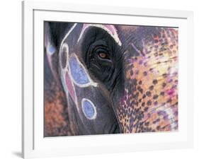 Goa, India, Close-up of Elephants Eye-Peter Adams-Framed Photographic Print