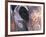 Goa, India, Close-up of Elephants Eye-Peter Adams-Framed Photographic Print