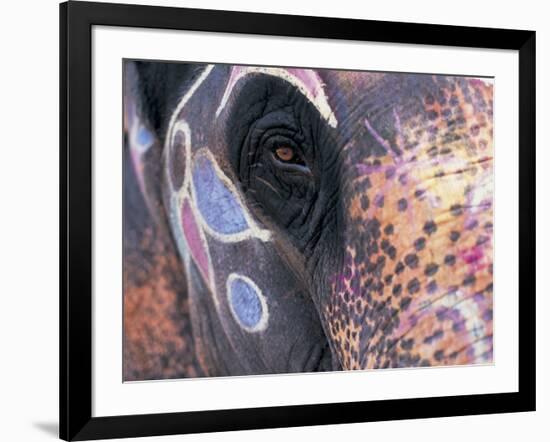 Goa, India, Close-up of Elephants Eye-Peter Adams-Framed Photographic Print