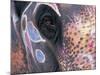 Goa, India, Close-up of Elephants Eye-Peter Adams-Mounted Photographic Print