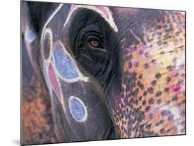 Goa, India, Close-up of Elephants Eye-Peter Adams-Mounted Photographic Print