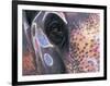 Goa, India, Close-up of Elephants Eye-Peter Adams-Framed Photographic Print