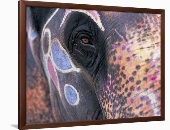 Goa, India, Close-up of Elephants Eye-Peter Adams-Framed Photographic Print