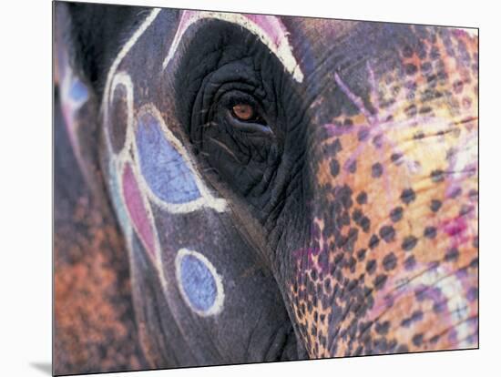 Goa, India, Close-up of Elephants Eye-Peter Adams-Mounted Photographic Print