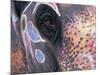 Goa, India, Close-up of Elephants Eye-Peter Adams-Mounted Photographic Print