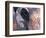 Goa, India, Close-up of Elephants Eye-Peter Adams-Framed Photographic Print