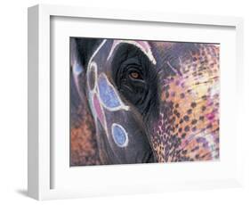 Goa, India, Close-up of Elephants Eye-Peter Adams-Framed Photographic Print