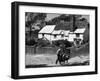 Goading a Sow-null-Framed Photographic Print