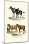 Goat, 1824-Karl Joseph Brodtmann-Mounted Giclee Print