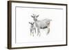 Goat and Kid-Emily Adams-Framed Art Print