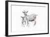 Goat and Kid-Emily Adams-Framed Art Print