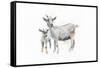 Goat and Kid-Emily Adams-Framed Stretched Canvas