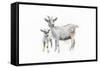 Goat and Kid-Emily Adams-Framed Stretched Canvas