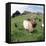 Goat Chickens and Farm-null-Framed Stretched Canvas