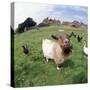 Goat Chickens and Farm-null-Stretched Canvas