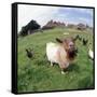 Goat Chickens and Farm-null-Framed Stretched Canvas