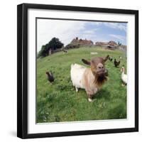 Goat Chickens and Farm-null-Framed Photographic Print