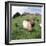 Goat Chickens and Farm-null-Framed Photographic Print