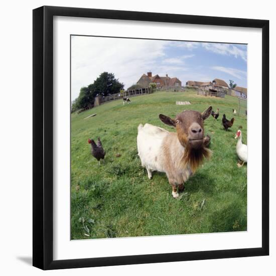 Goat Chickens and Farm-null-Framed Photographic Print