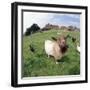 Goat Chickens and Farm-null-Framed Photographic Print