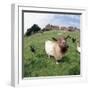 Goat Chickens and Farm-null-Framed Photographic Print