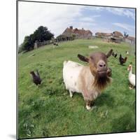 Goat Chickens and Farm-null-Mounted Photographic Print