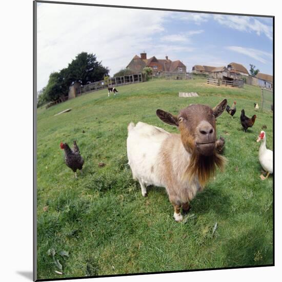 Goat Chickens and Farm-null-Mounted Photographic Print