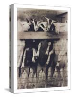 Goat Chorus Line-Theo Westenberger-Stretched Canvas