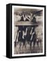 Goat Chorus Line-Theo Westenberger-Framed Stretched Canvas