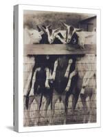 Goat Chorus Line-Theo Westenberger-Stretched Canvas